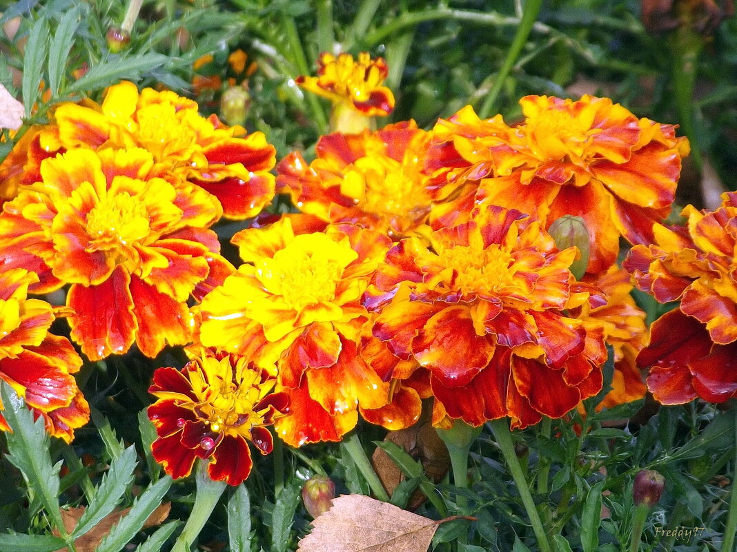 С осенним листиком... - Freddy 97