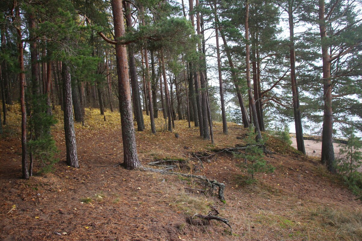 Репино - Наталья Герасимова