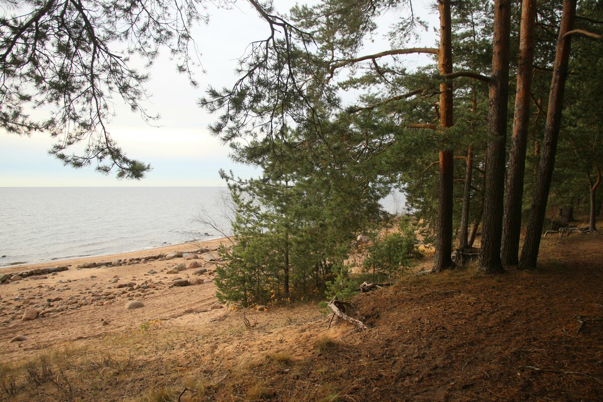 Репино - Наталья Герасимова