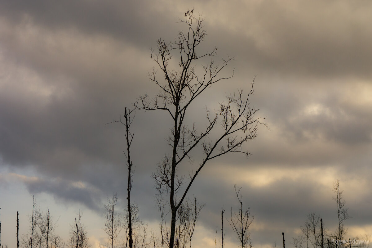 ветки дерева - fogmeadowww m