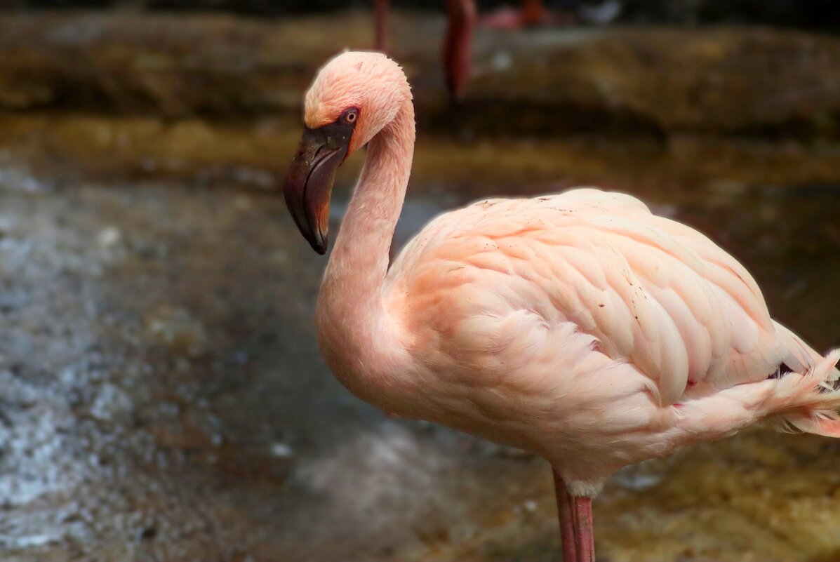 Грустный фламинго - Юрий. Шмаков