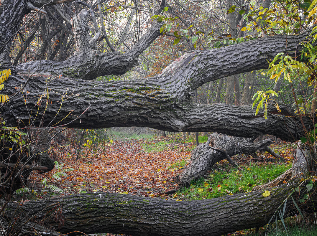 *** - Игорь Протасов