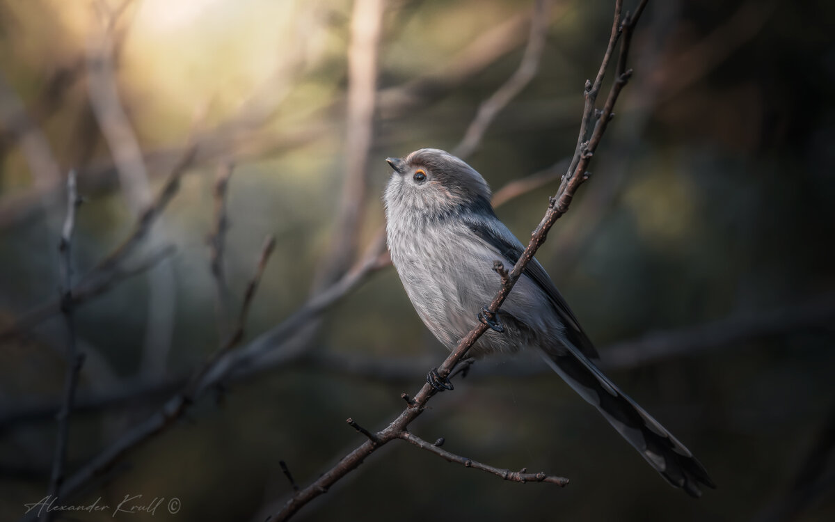 ...и уж зима не за горами - Александр К.