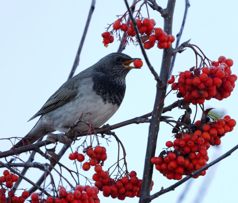 *** - владимир 