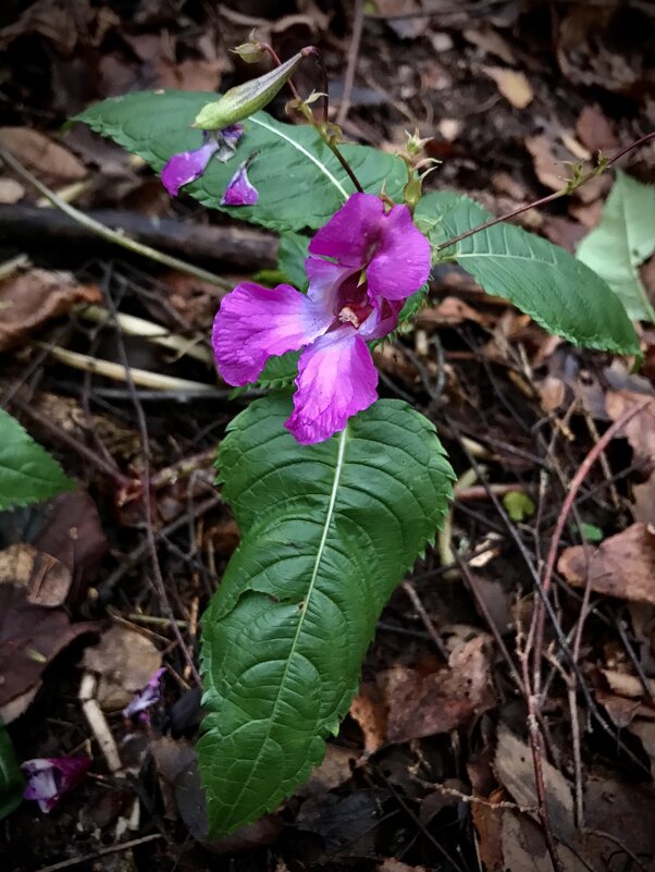 Орхидея ноября! - Любовь 
