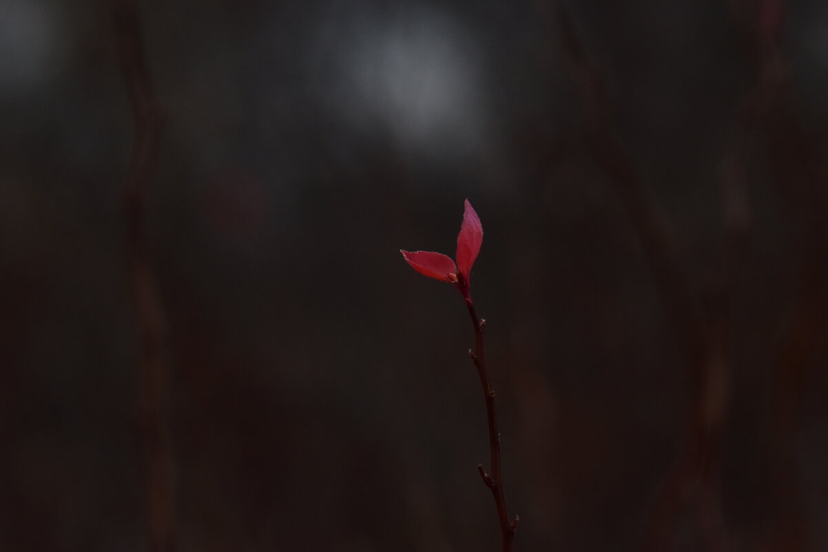 Ноябрь - Роман Пацкевич