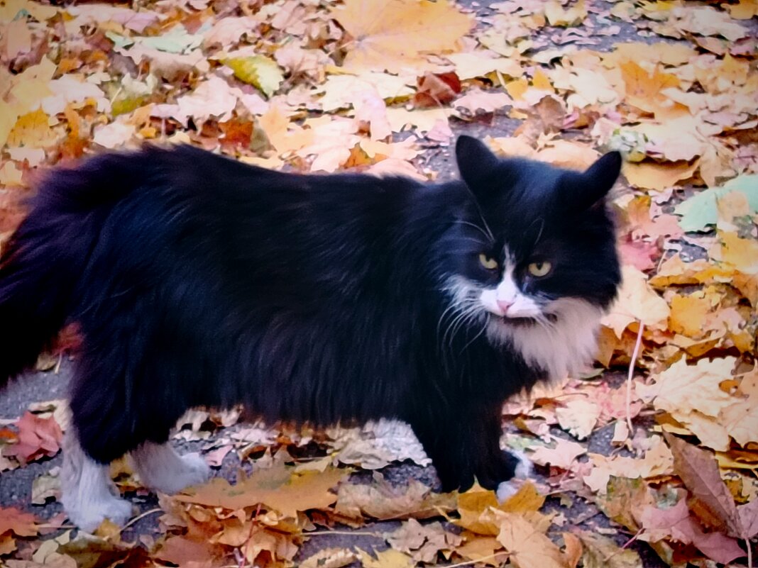 Красавчик - Надежда 