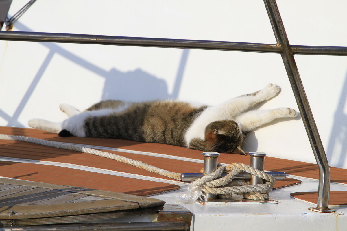 Кот Матроскин - Геннадий Валеев