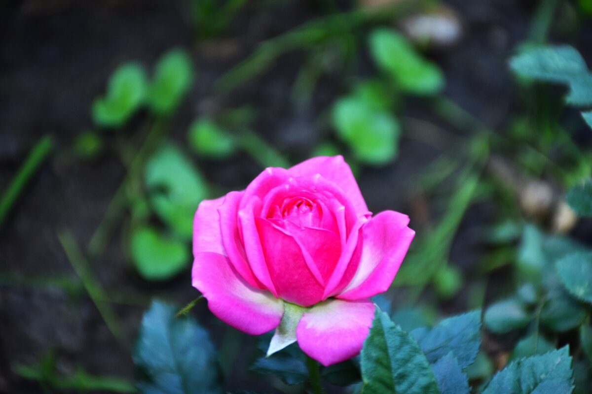 Роза - Юрий Полторыхин.