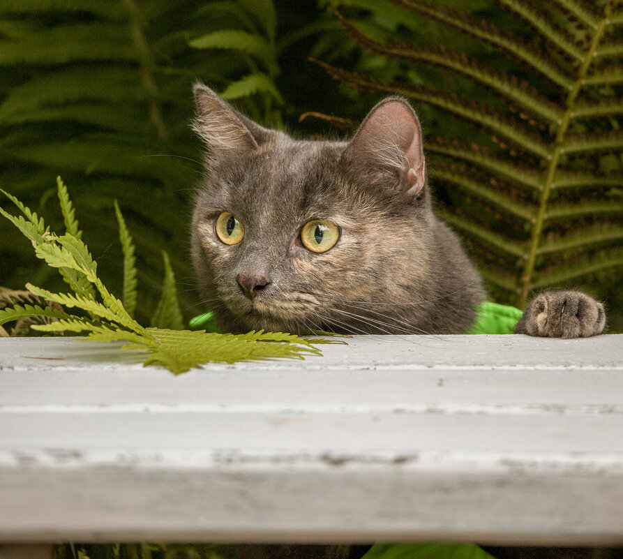 Котэ - Андрей 