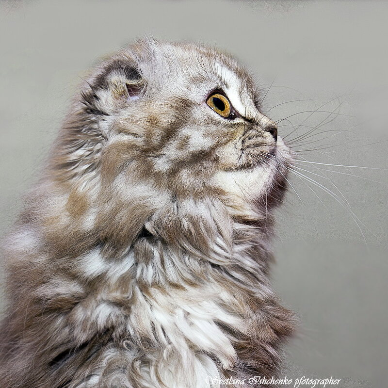 Котенок - Светлана Ищенко