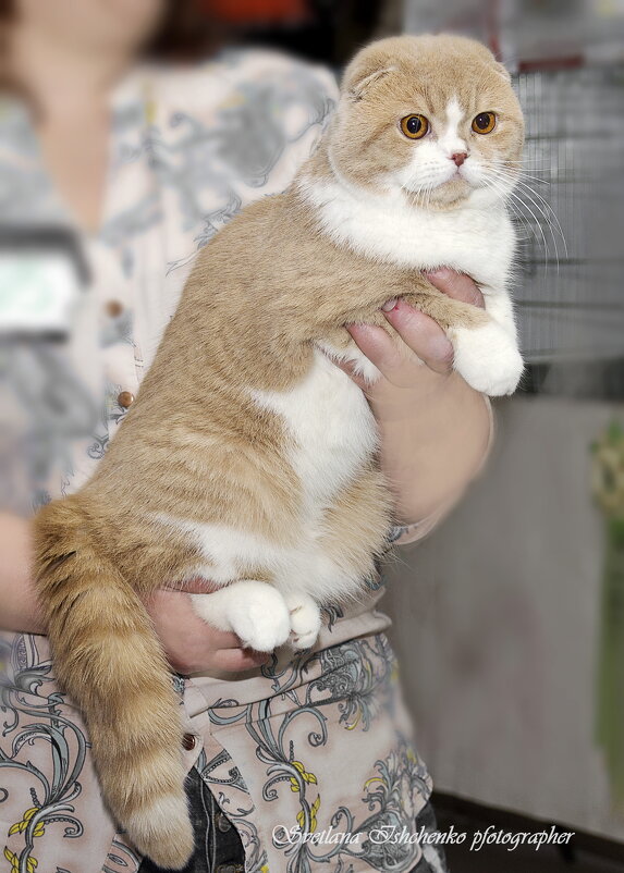 ... - Светлана Ищенко