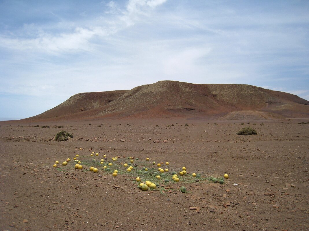 Дикие арбузы в пустыне Намиб, в Намибии. - unix (Илья Утропов)
