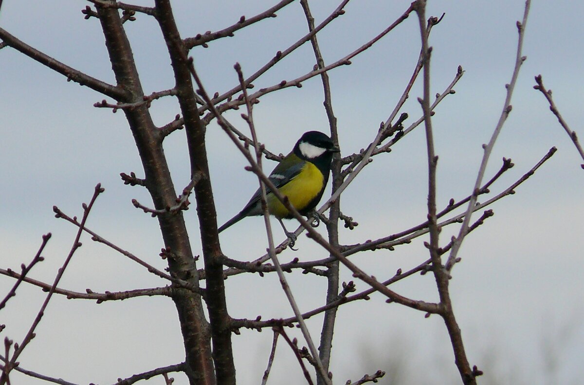 Синичка - Елена Елена