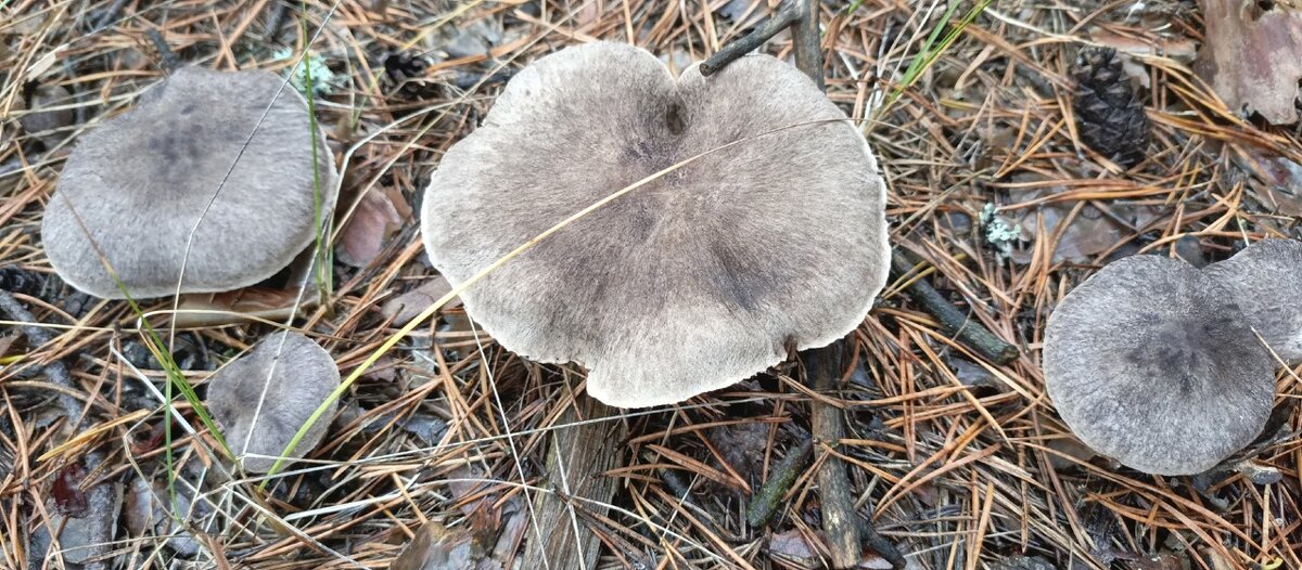 Грибной сезон - Михаил Столяров