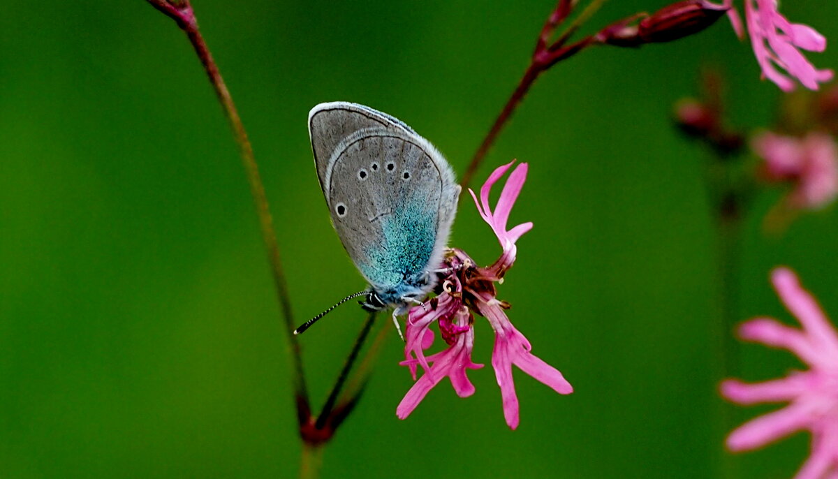опять про бабочек...18 - Александр Прокудин