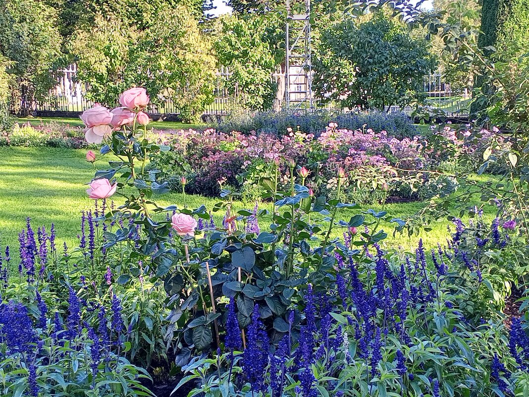 Осенние цветы - Сапсан 