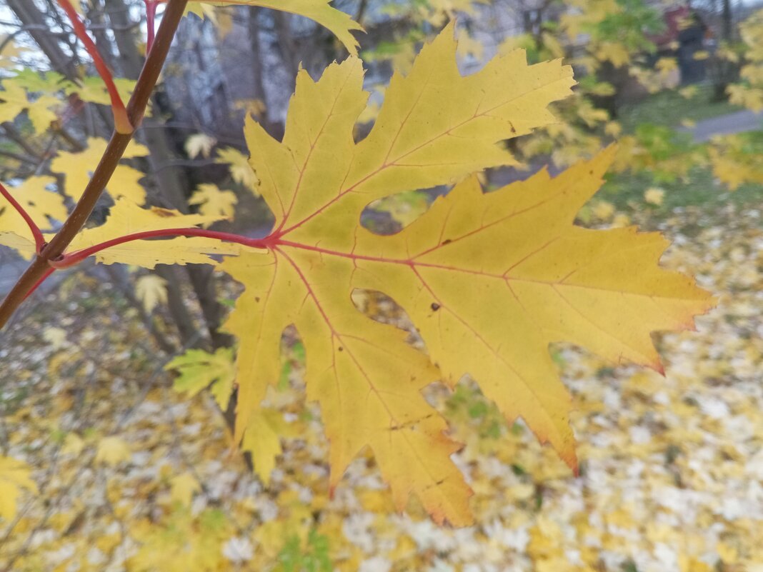 Клён - Сапсан 