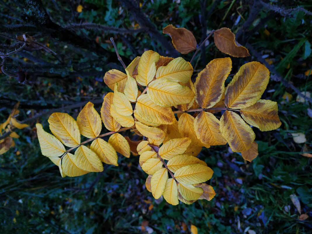 Остатки Золотой осени - Андрей Лукьянов