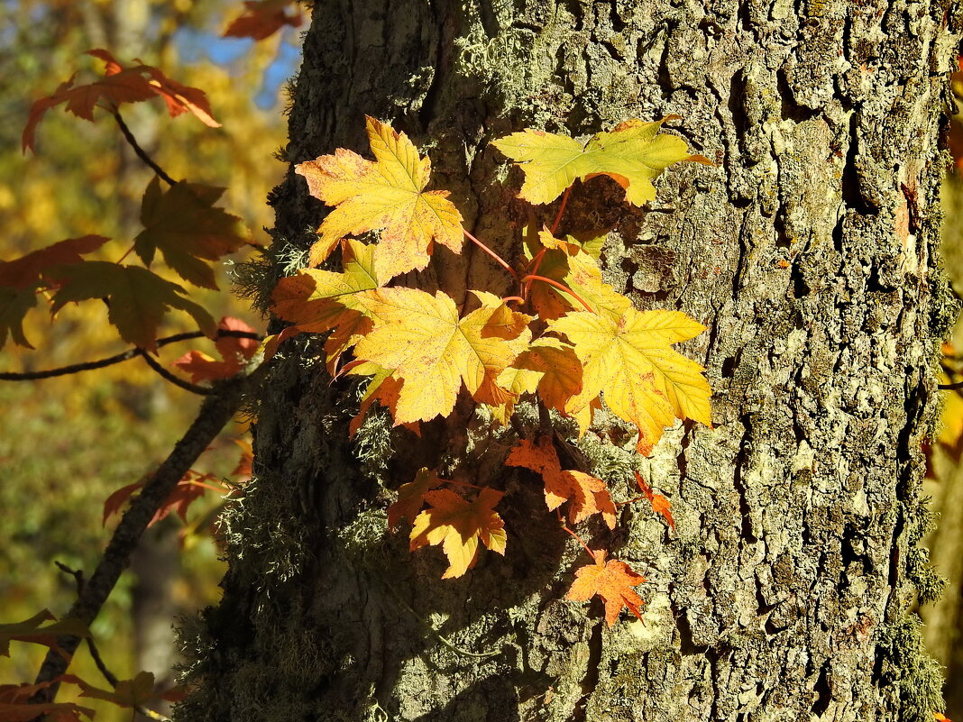 наша осень - ИННА ПОРОХОВА