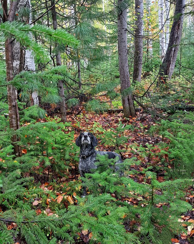 Кто там..? - Ирина *