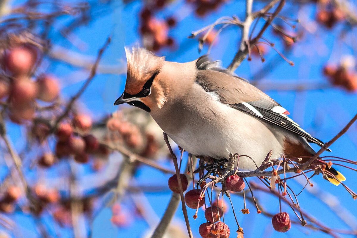 Свиристель - SanSan 