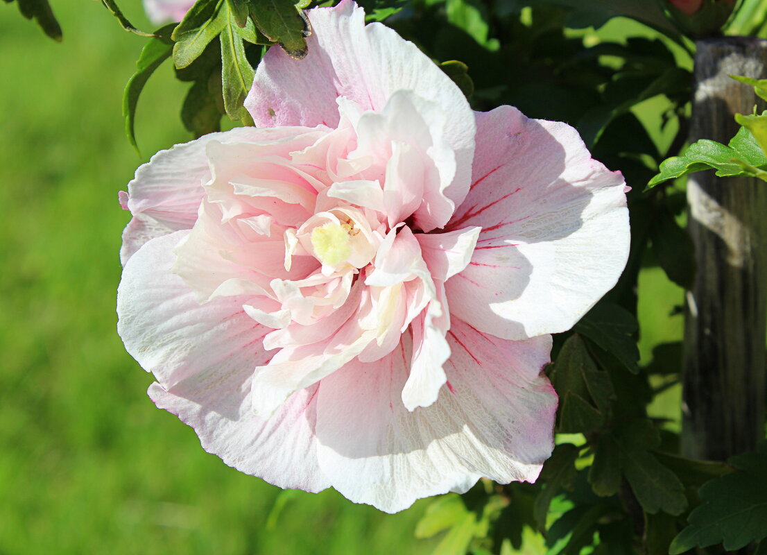 Зефирный гибискус - Татьяна Лютаева