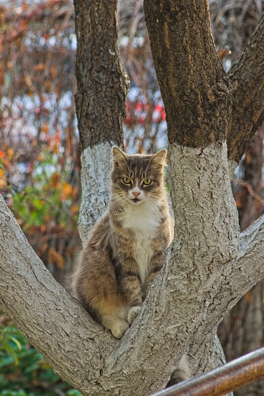 Белка - кличка кошки ,она от этого дерева ни отходит ... - Giant Tao /