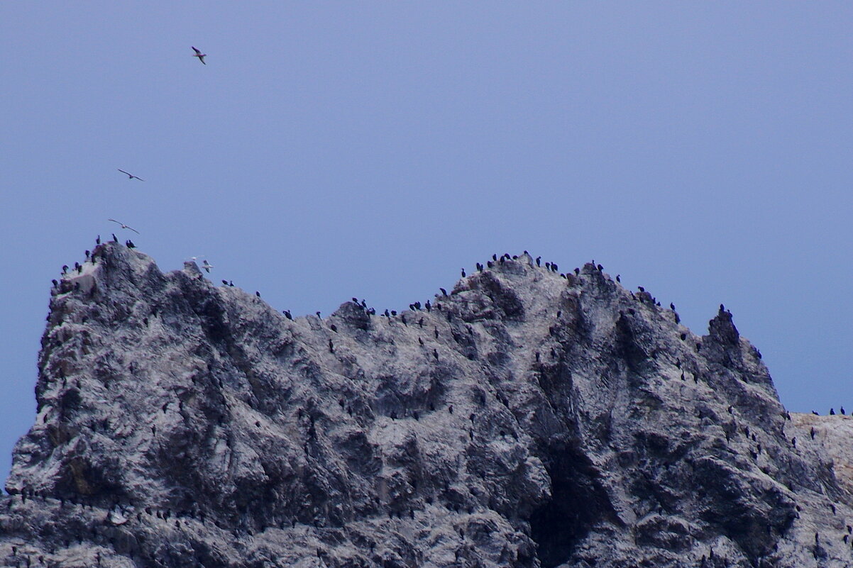 Обитатели Тихого океана - Сергей Швечков