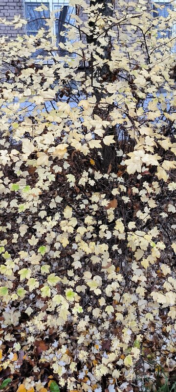 Непривычный наряд! - Ольга 