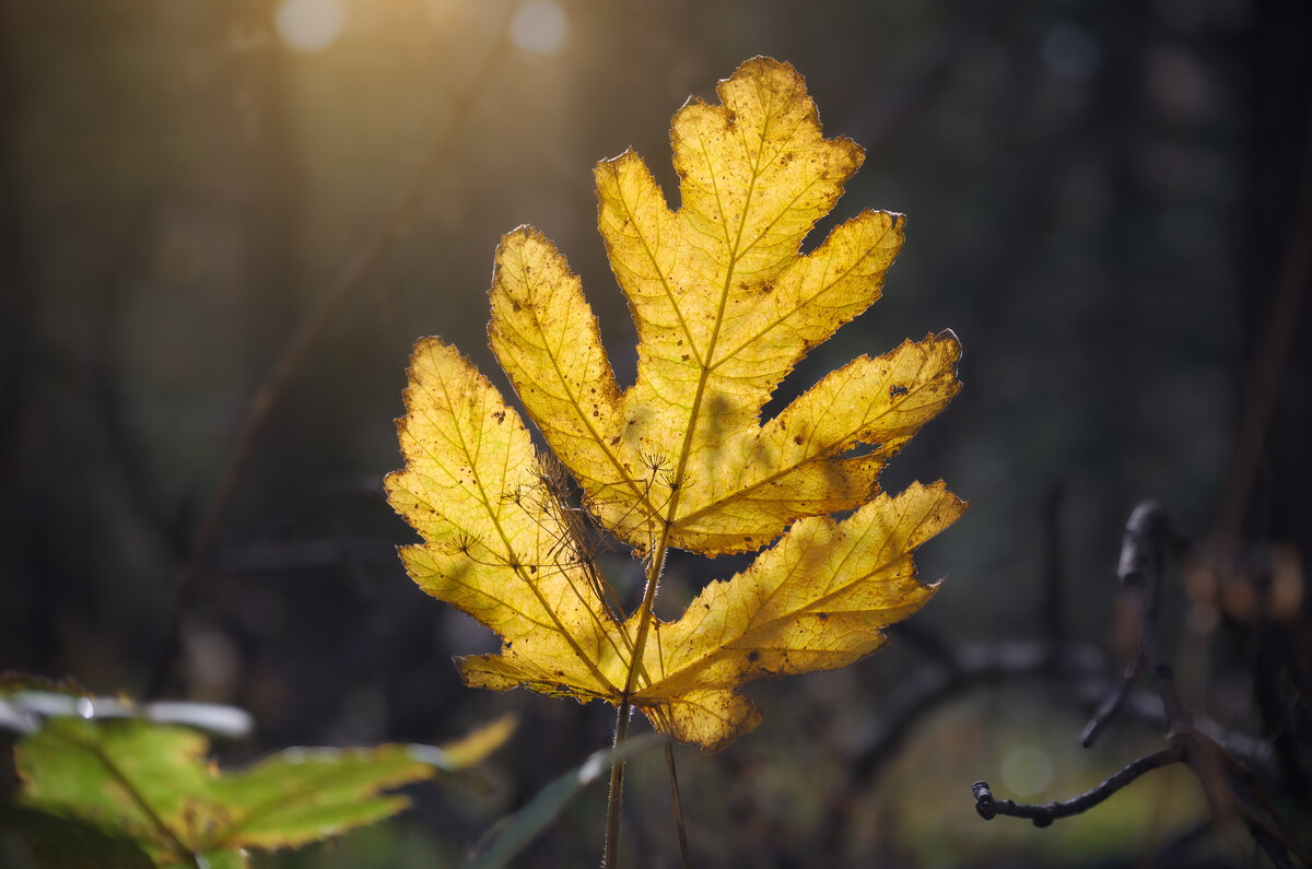 * - Александр Иванов