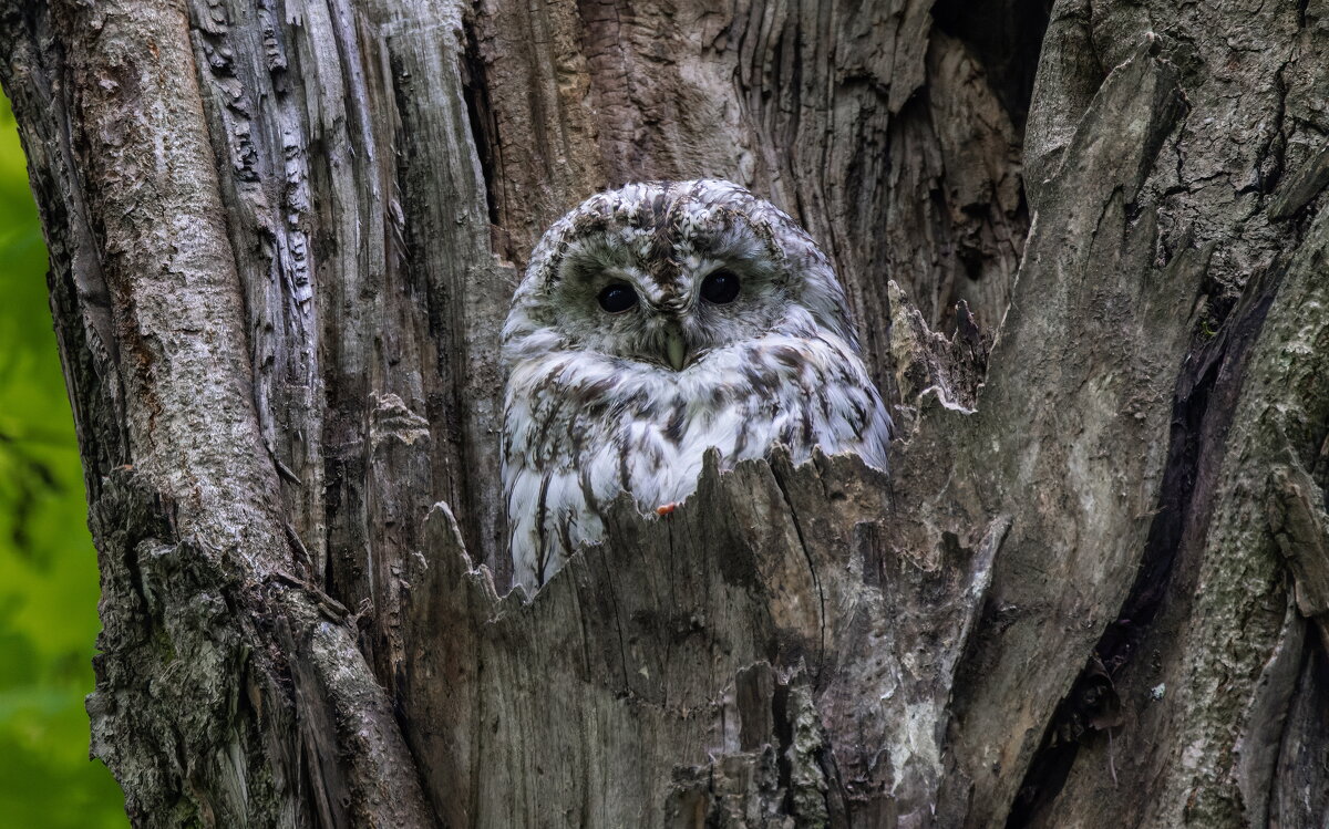 серая неясыть.молодая. - юрий макаров