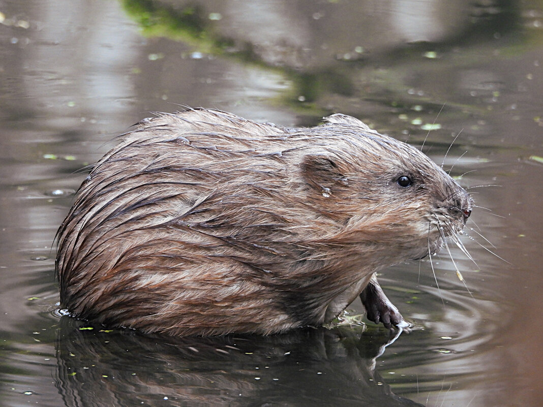 Ондатра - Лина 
