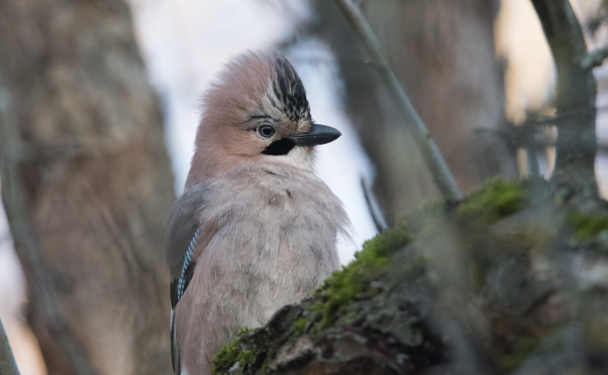 Сойка. - Владимир Безбородов
