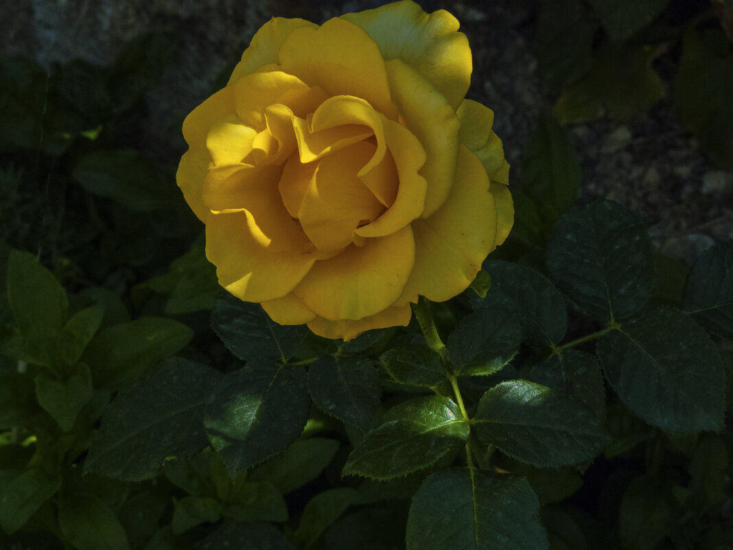 Жёлтая  роза - Валентин Семчишин