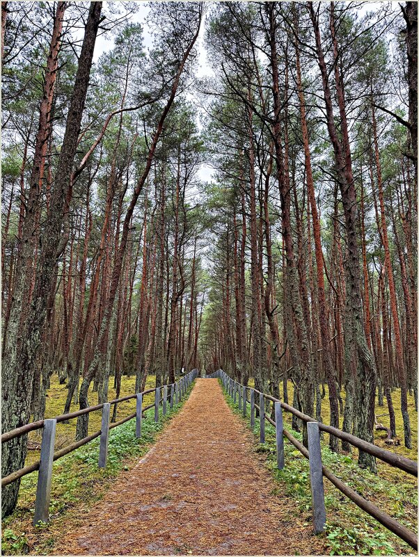 В Танцующем лесу. - Валерия Комова