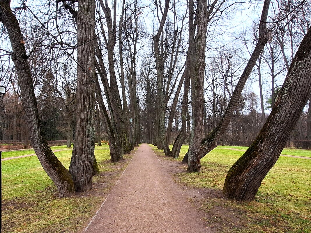 Липовая аллея - Наталья 