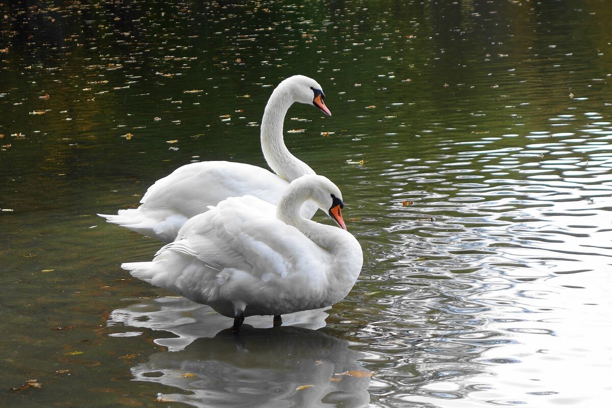 Лебеди на озере - Рита Симонова