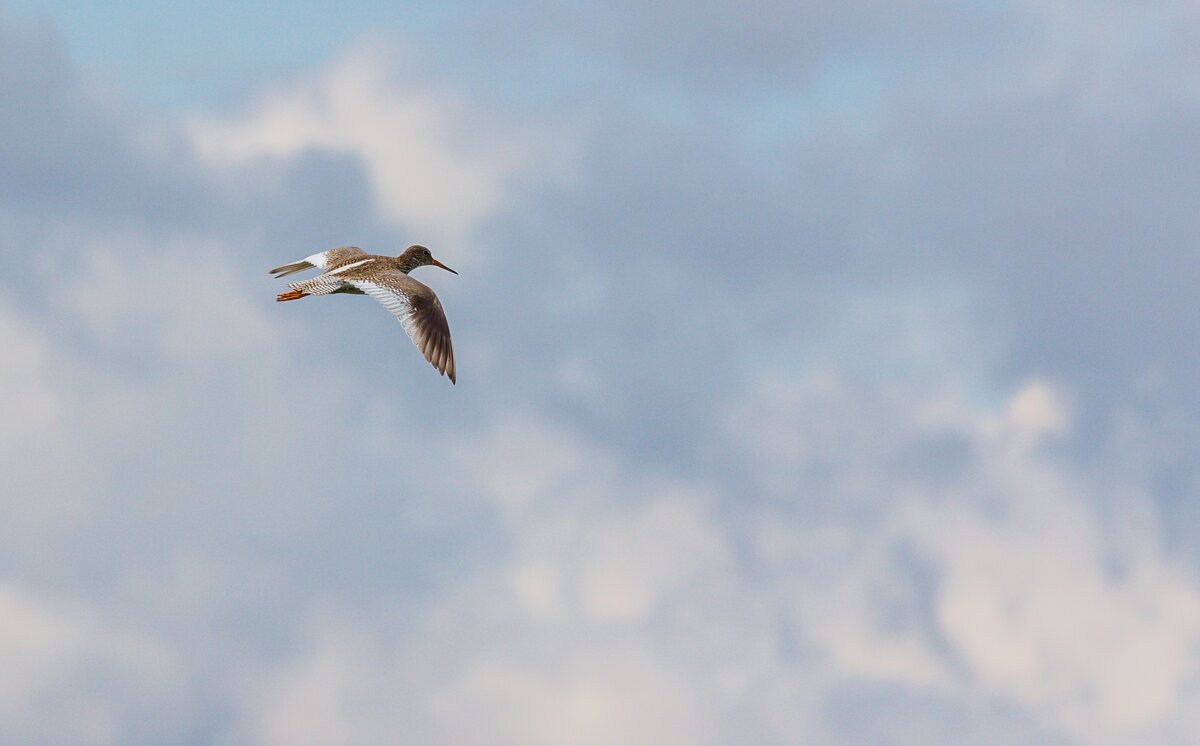Кулик Травник в полете. г. Миасс, поселок Селянкино. - Алексей Трухин Кулик Травник в полете. г. Миасс, поселок Селянкино. - Алексей Трухин