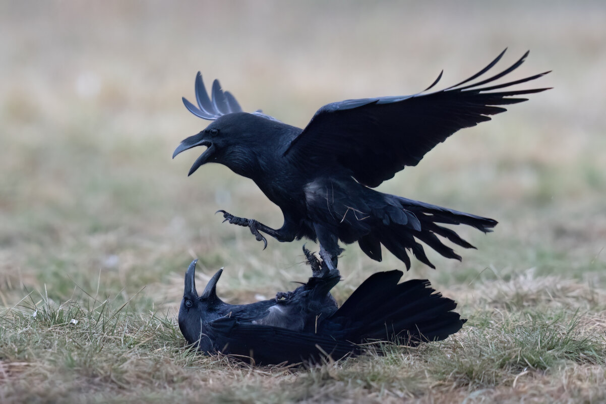 *** - Евгений Фруман