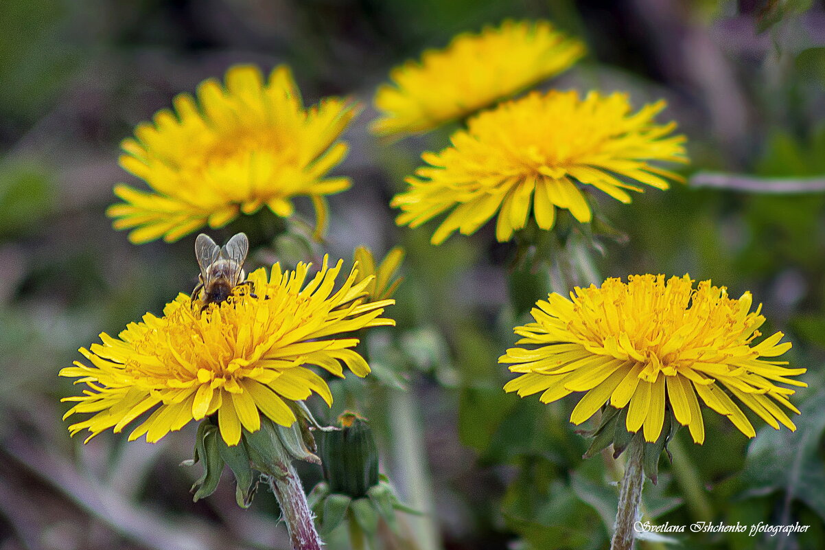 Одуванчик лекарственный - Светлана Ищенко