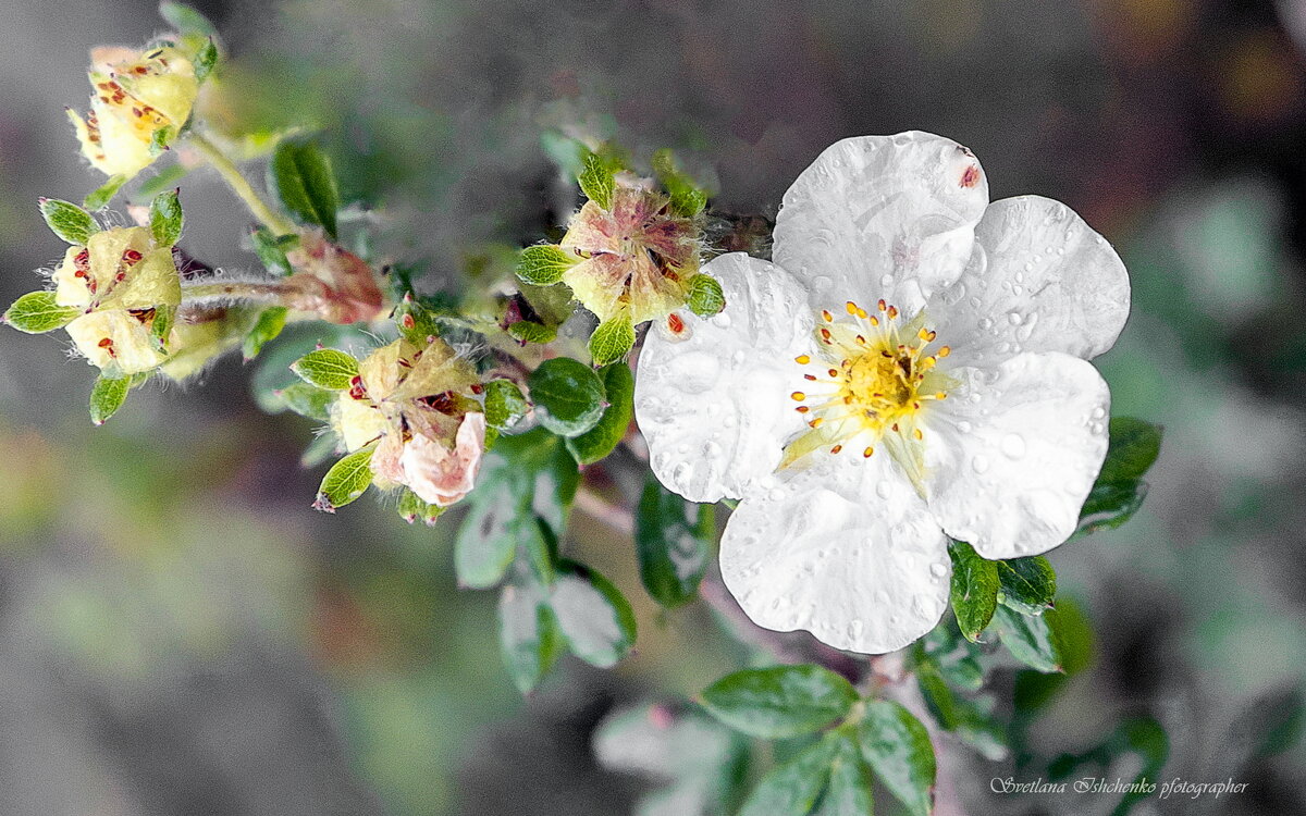 Лапчатка - Светлана Ищенко