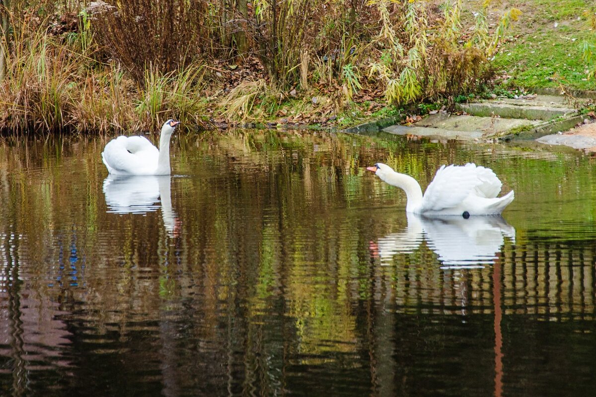 Лебеди - Галина Ложечникова