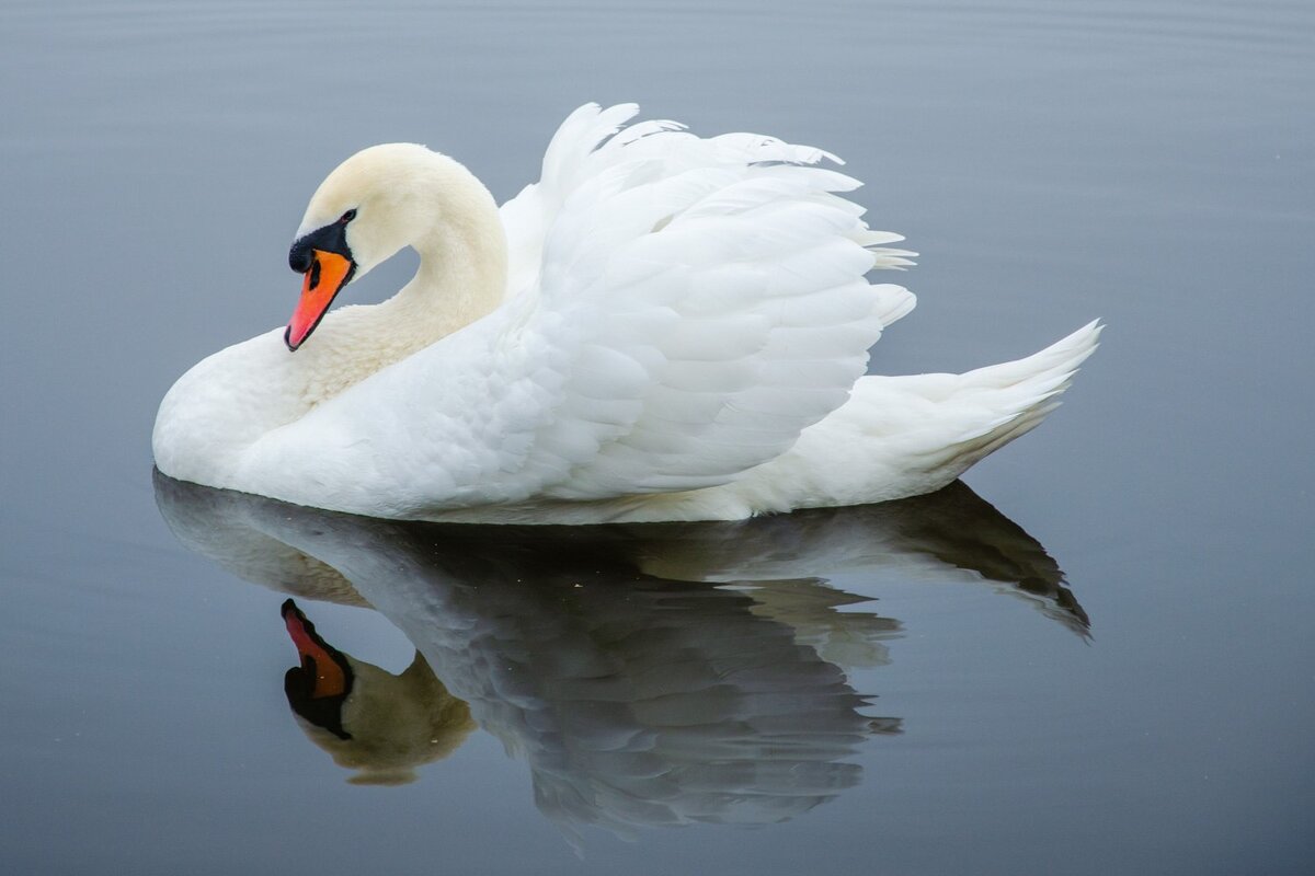 Лебедь - Галина Ложечникова