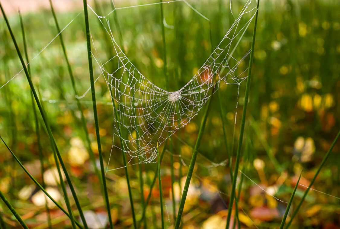 Паутинка. - Lucy Schneider 