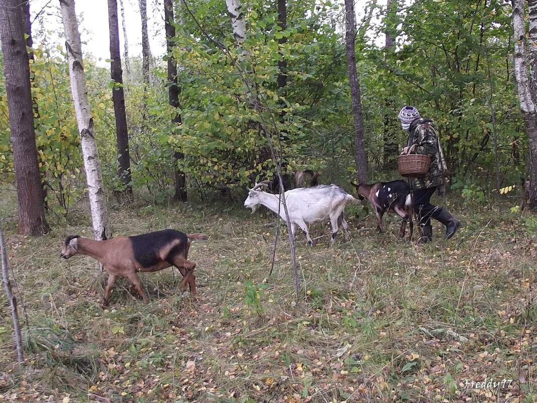 Встреча в лесу... - Freddy 97
