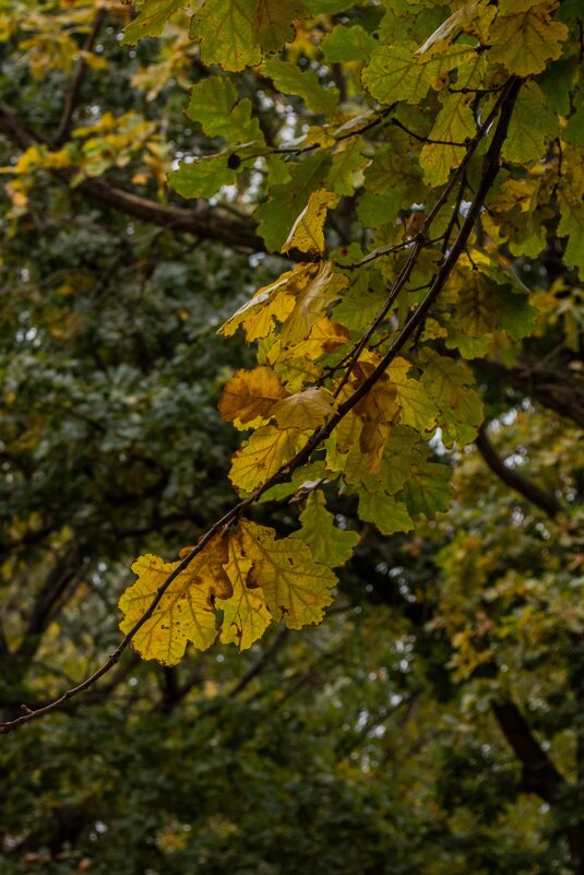 Осенний этюд - Владимир Жуков