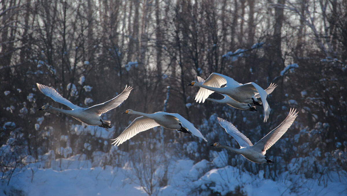 В полёте... - владимир 