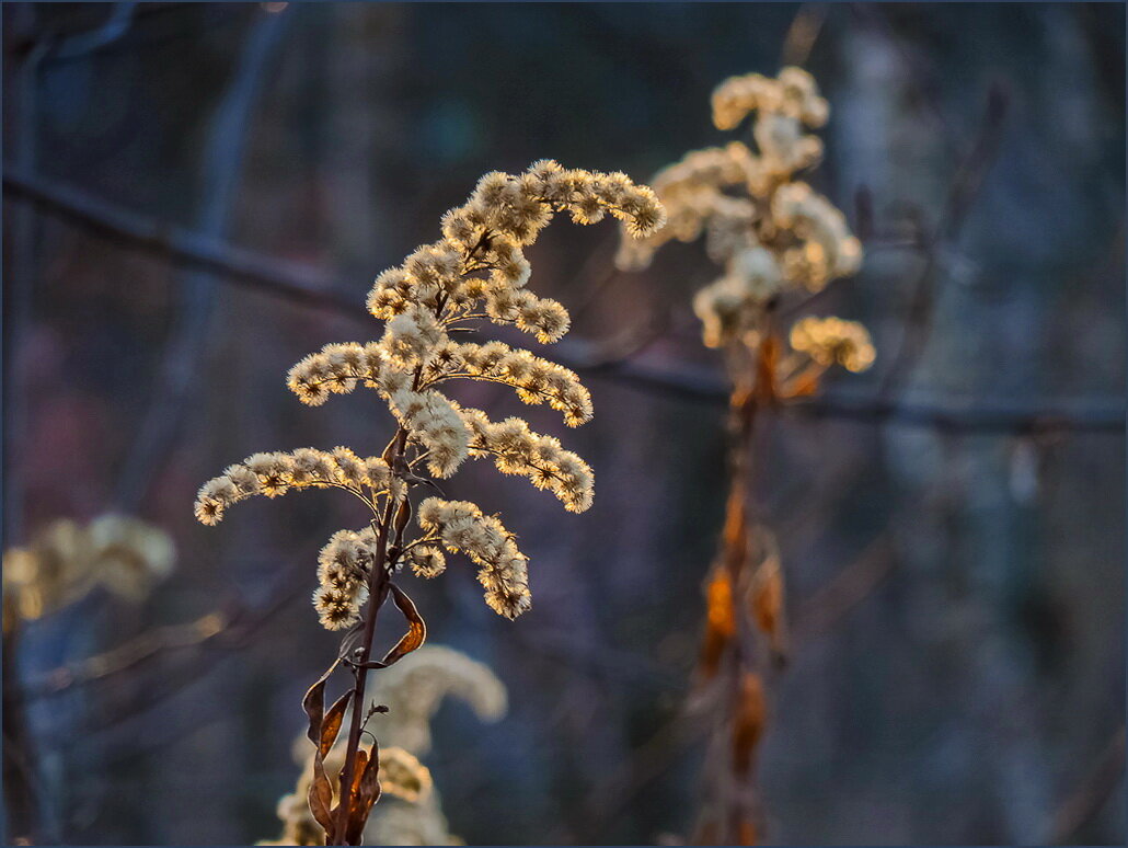 Ноябрь - Наталья Rosenwasser