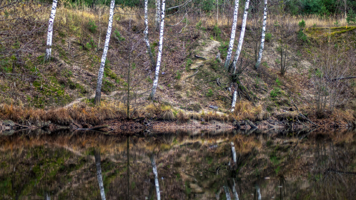 Отражение берёз - sorovey Sol